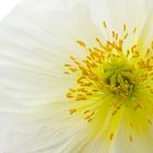 white poppy