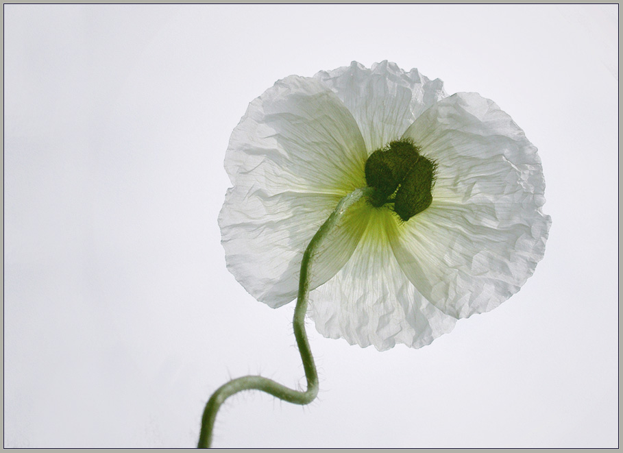 white poppy