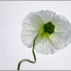 white poppy