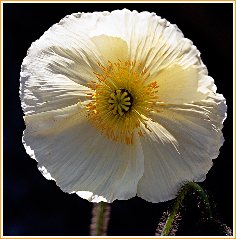 White poppy (backlight)