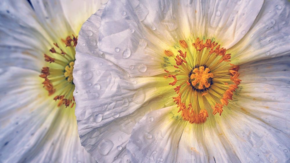 White Poppy Sun