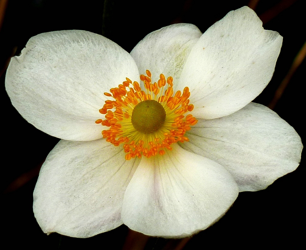 White poppy - turned anenome