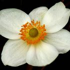 White poppy - turned anenome