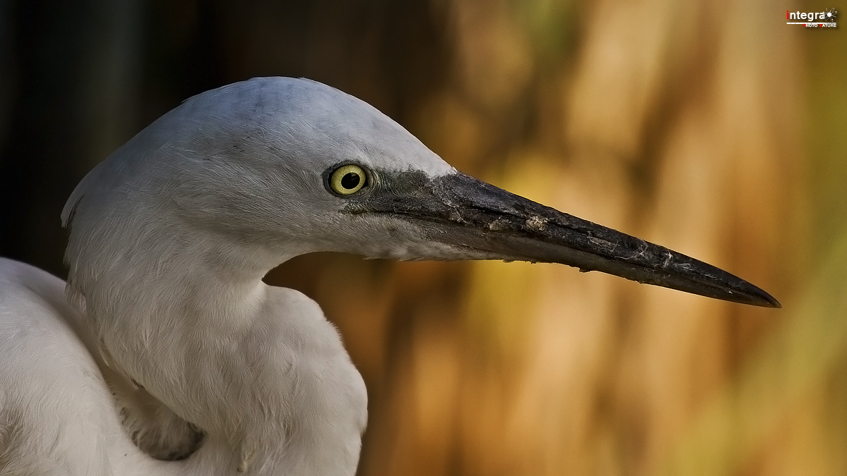 white portrait