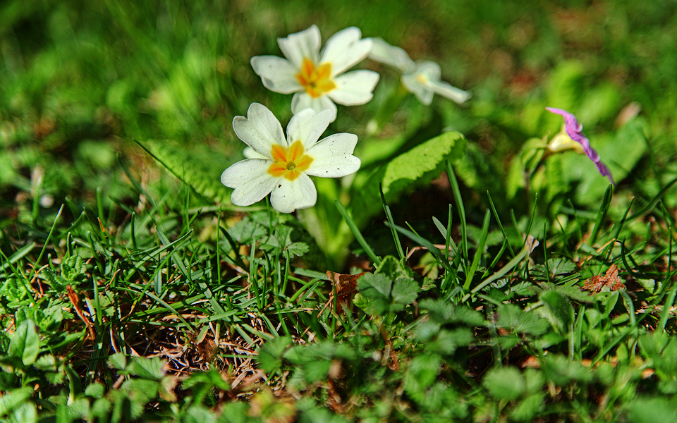 White primrose HDRi