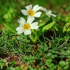 White primrose HDRi