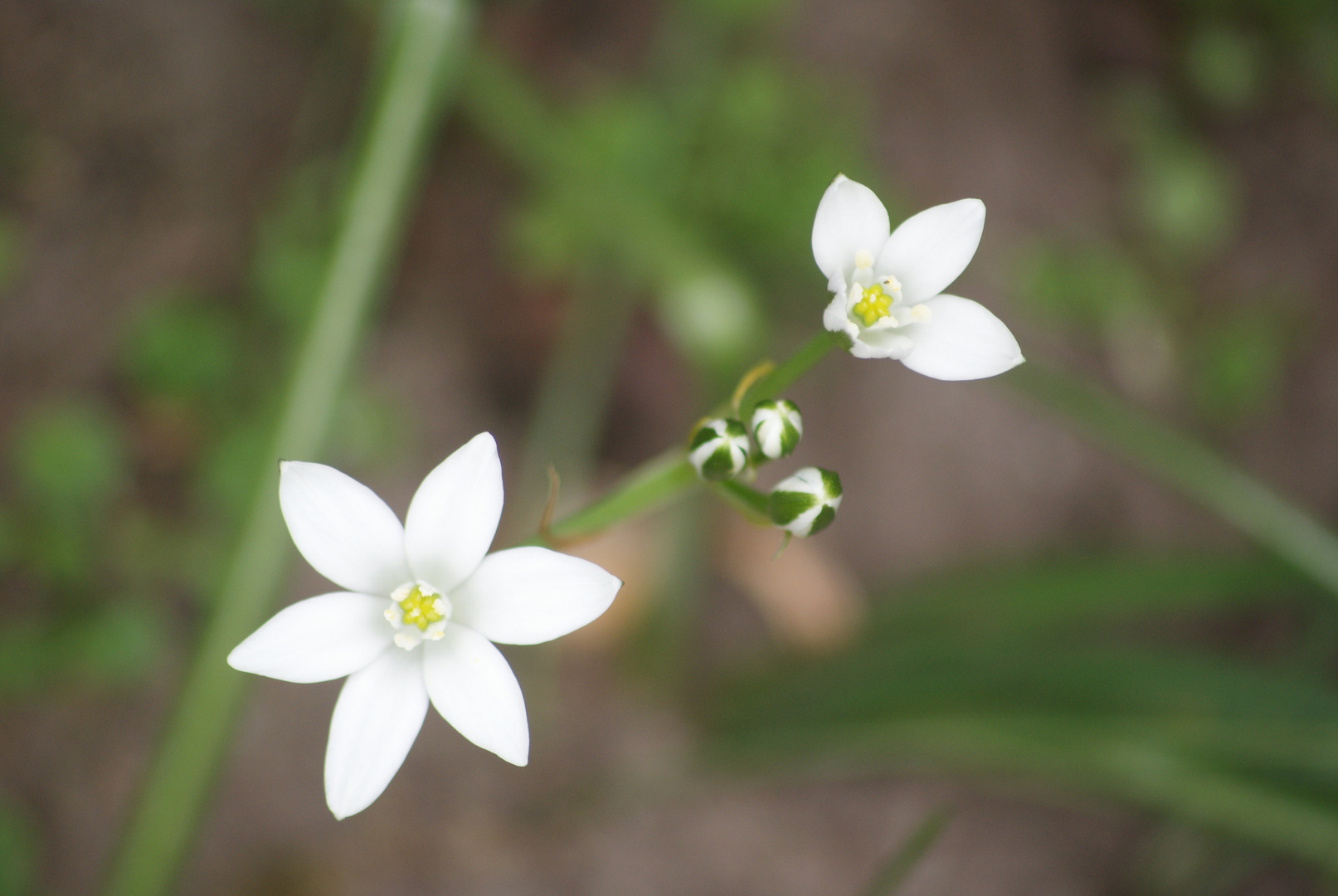 White Princess