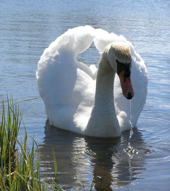 White queen