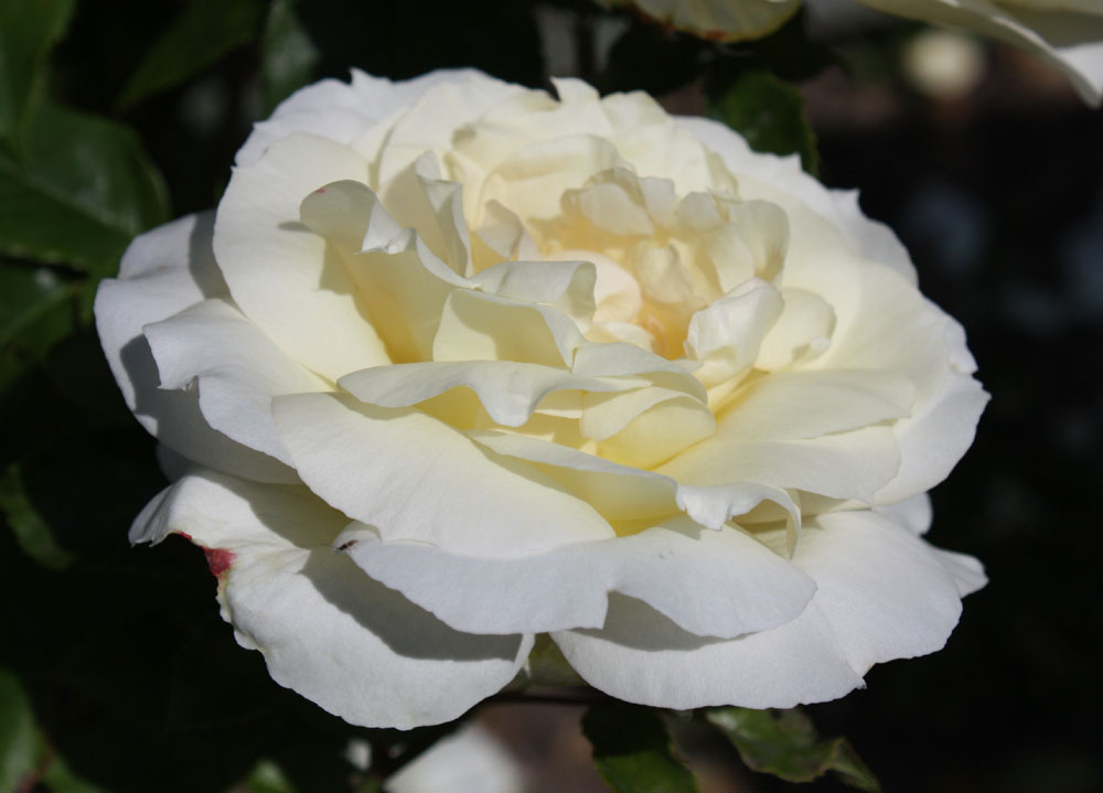 White Queen of roses