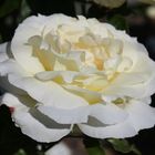 White Queen of roses