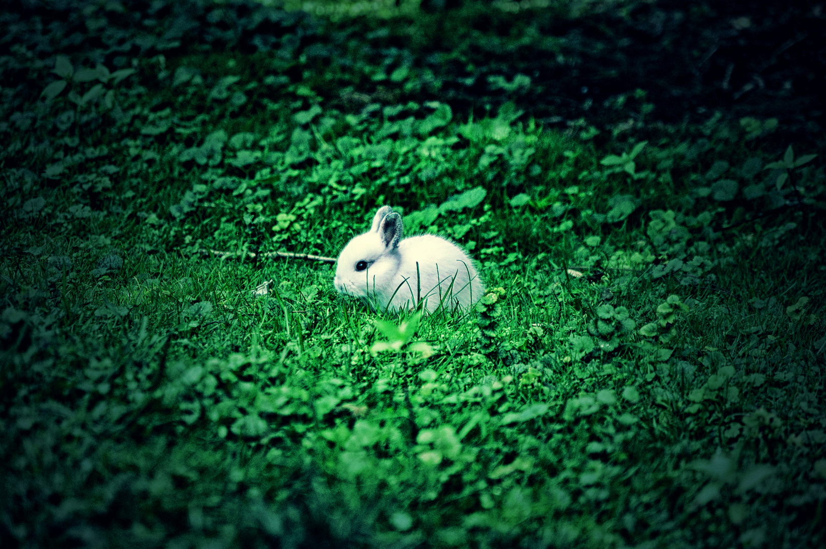 White Rabbit