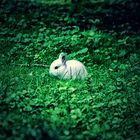 White Rabbit