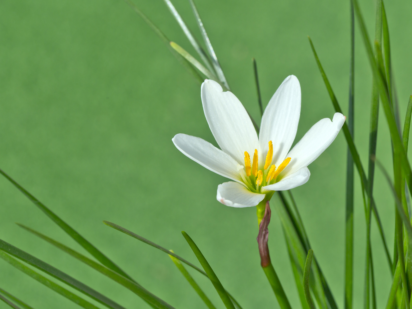 White rain lily, White zephyr lily, Zephyranthes candida