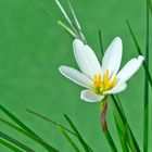 White rain lily, White zephyr lily, Zephyranthes candida