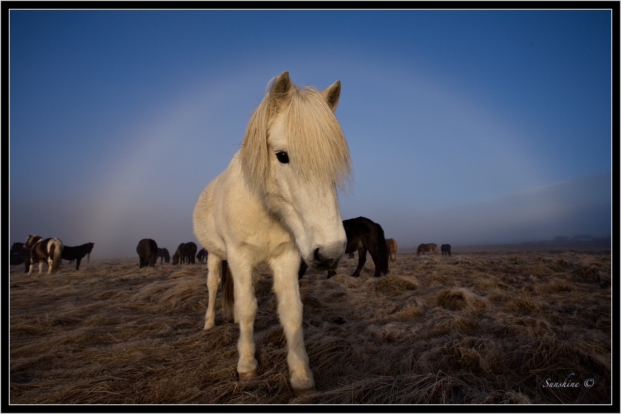 White rainbow over white Icelandic horse