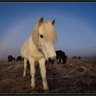 White rainbow over white Icelandic horse