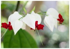 White & Red-2