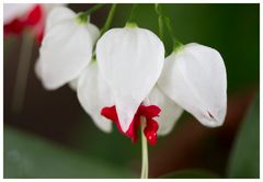 White & Red