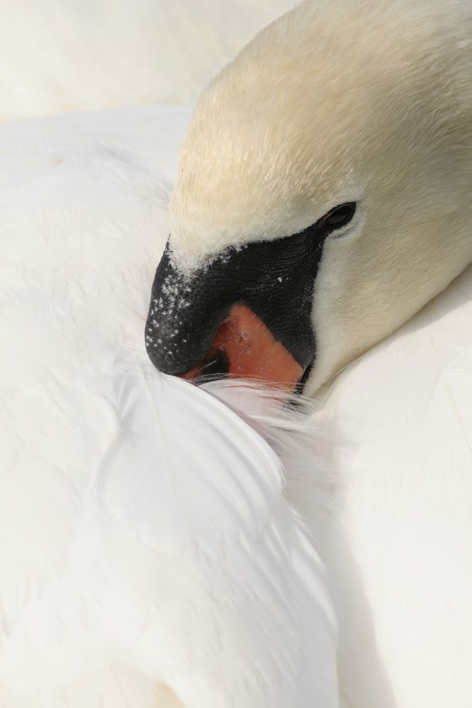 White - Red - Black