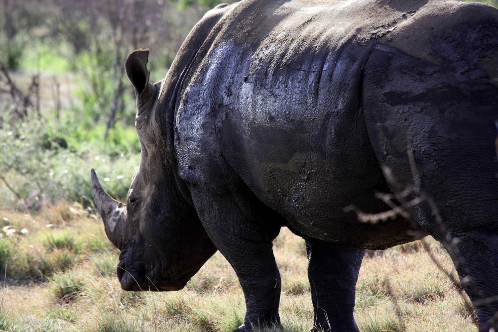 White Rhino