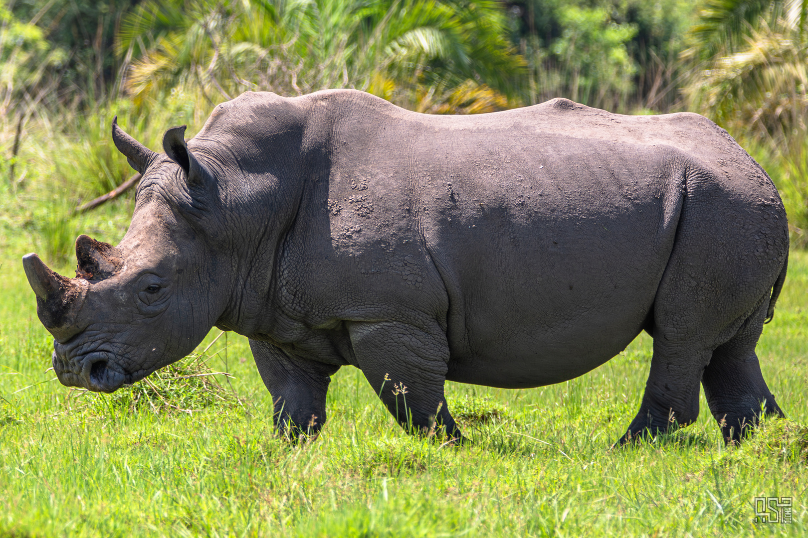 White Rhino