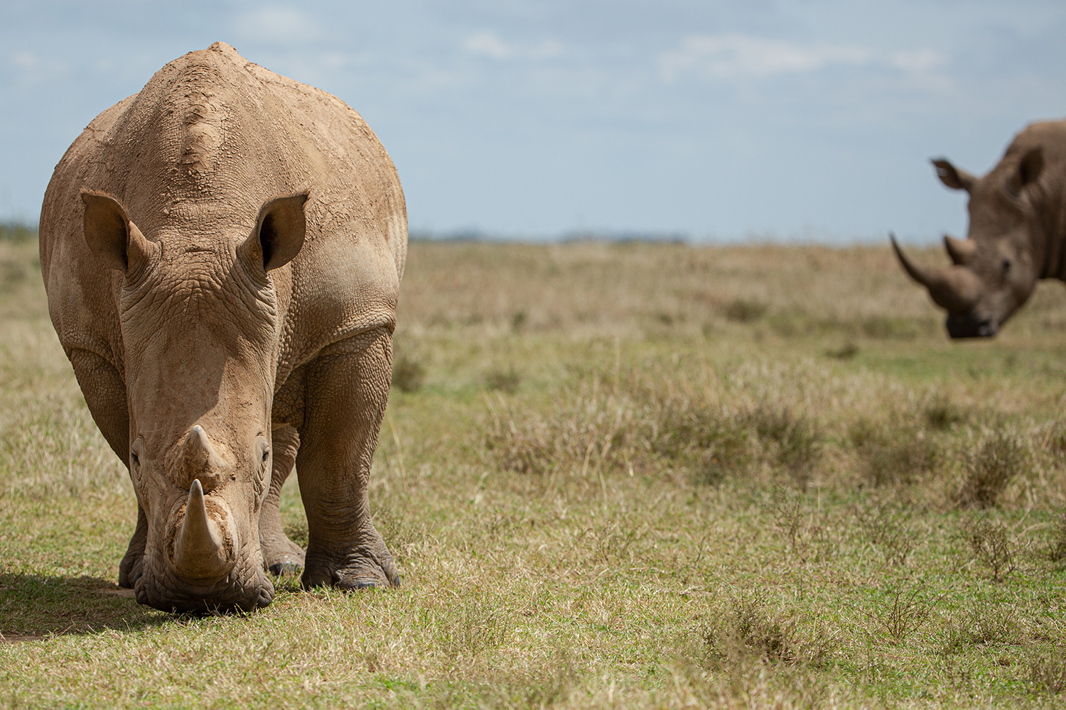 *** WHITE RHINO ***