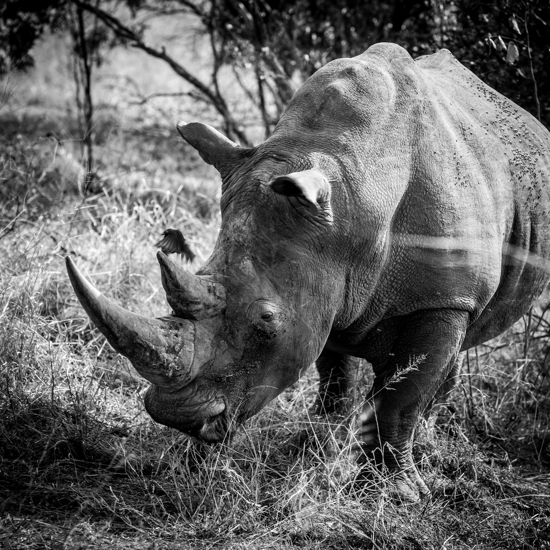 White Rhino Foto & Bild | tiere, wildlife, säugetiere Bilder auf ...