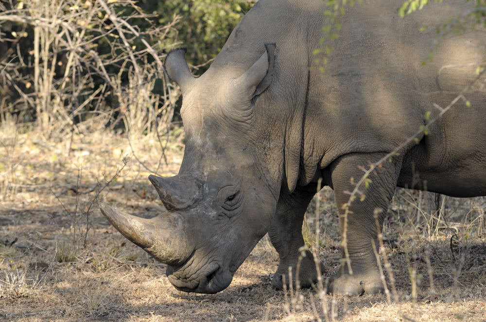 White Rhino