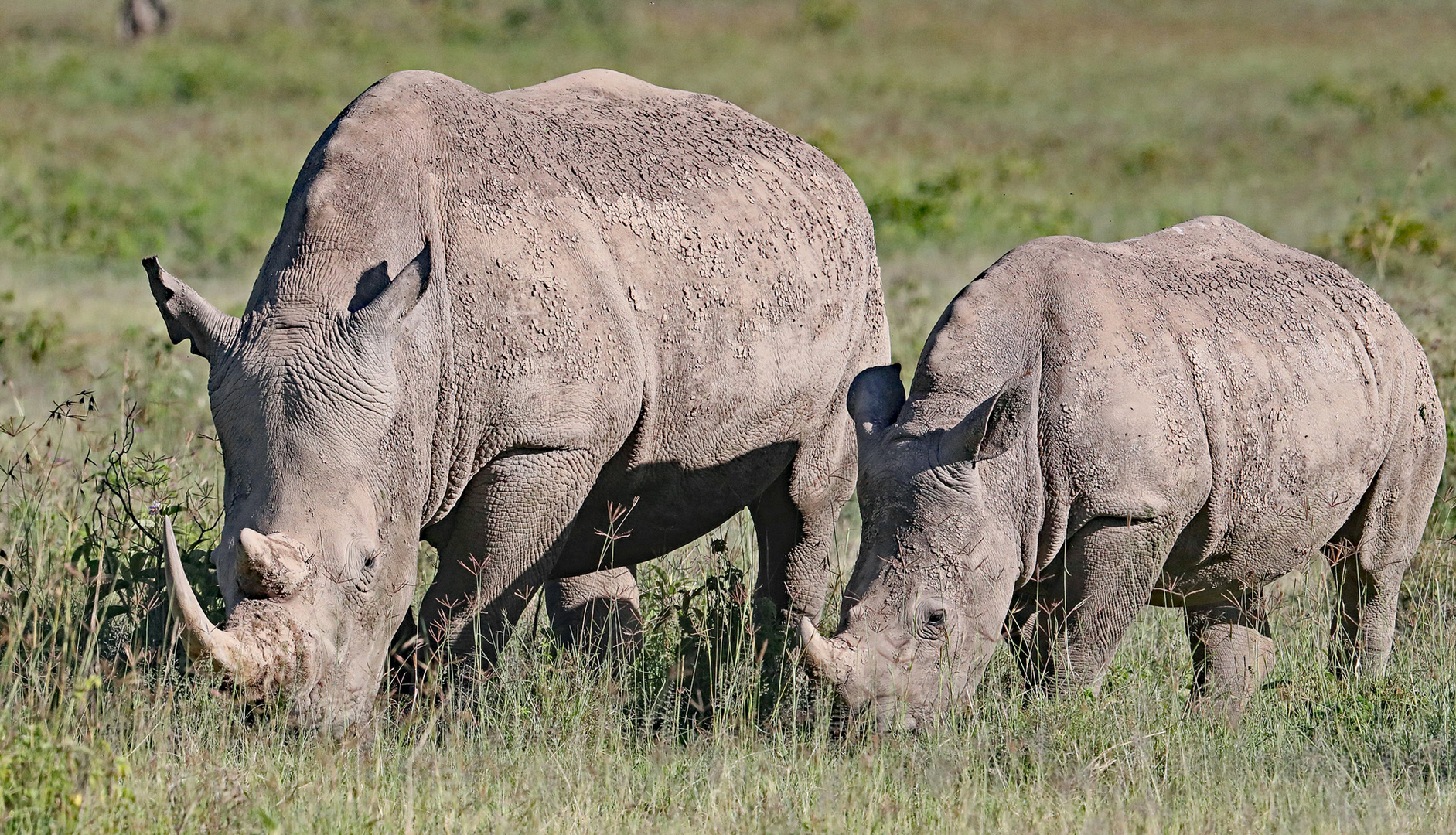 White Rhino