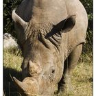 White Rhino