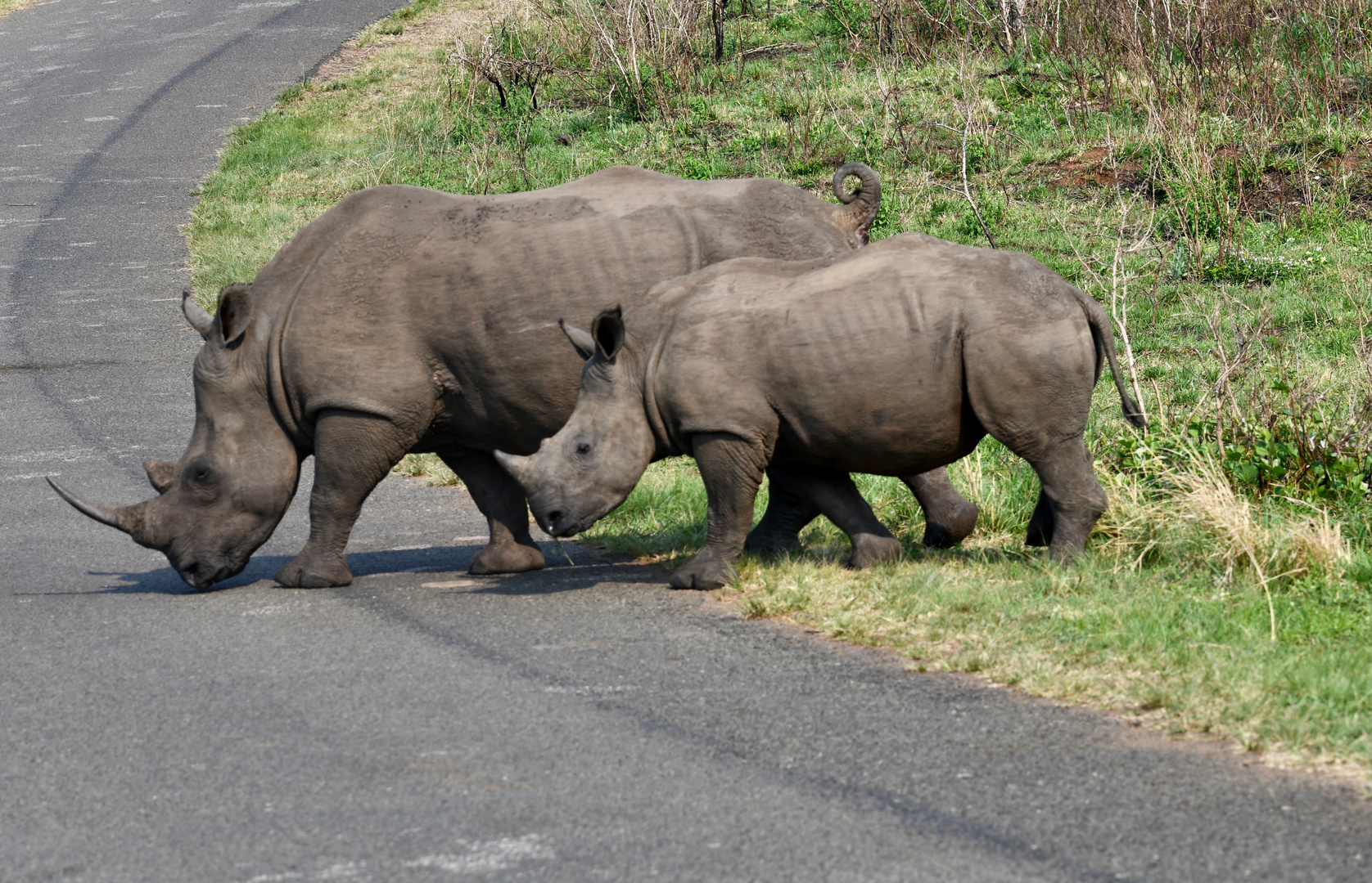 White Rhino (Breitmaul-Nashorn) mit Jungem