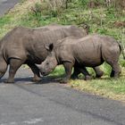 White Rhino (Breitmaul-Nashorn) mit Jungem