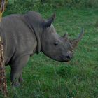 White Rhino, Breitmaulnashorn