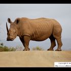 White Rhino occupying the road, South Africa