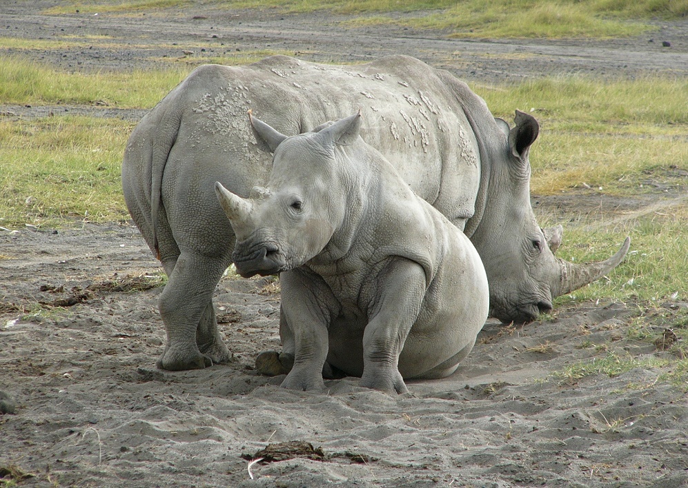 White Rhino – weißes Nashorn - Lake Nakuru N.P.