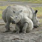 White Rhino – weißes Nashorn - Lake Nakuru N.P.