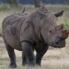 White Rhino with birds