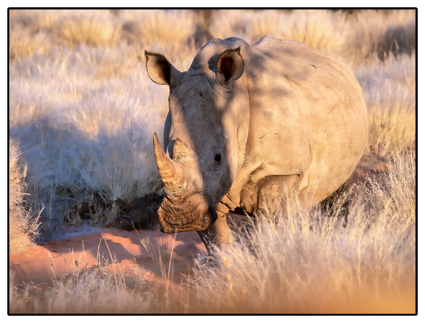 White Rhinoceros