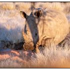 White Rhinoceros