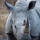 White Rhinoceros