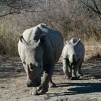 White rhinoceros - Breitmaulnashorn