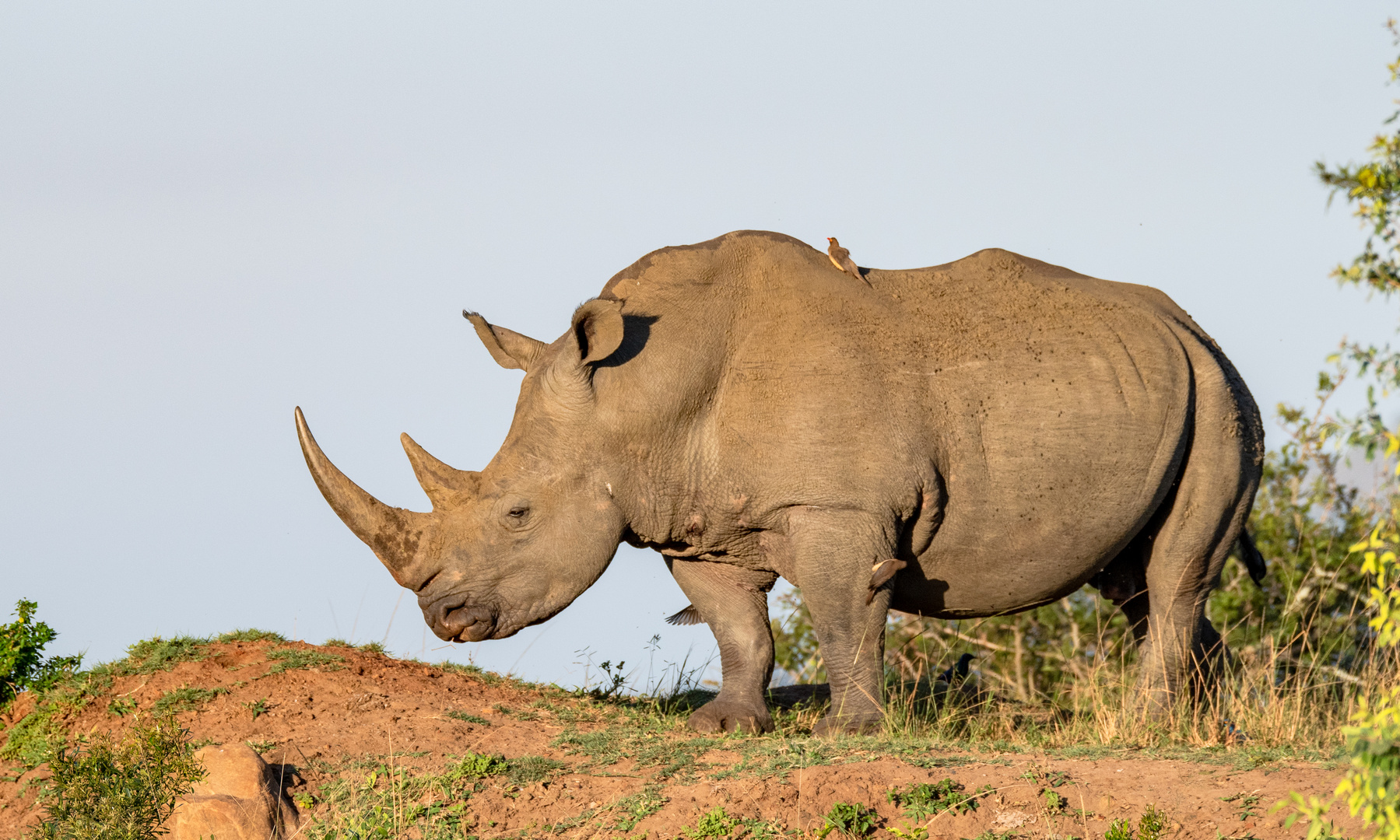 WhiteRhinoceros on the top of the hill Foto & Bild fotos, natur