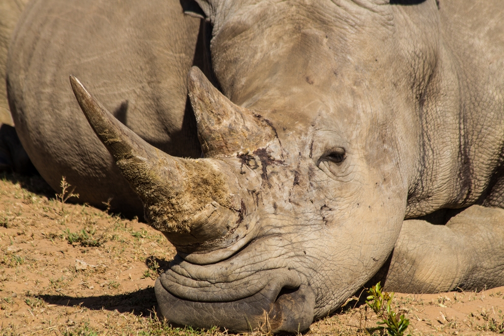 White Rhinoceros - Stop Poachning now!