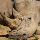 White Rhinoceros - Stop Poachning now!