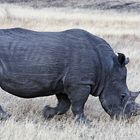 White Rhinos...