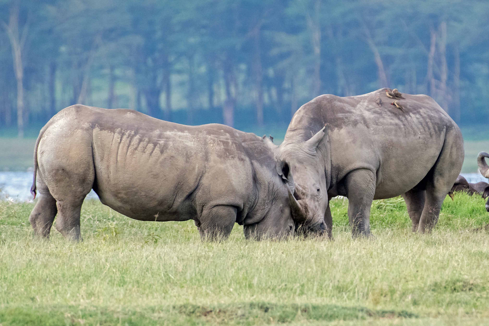 White Rhinos