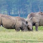 White Rhinos