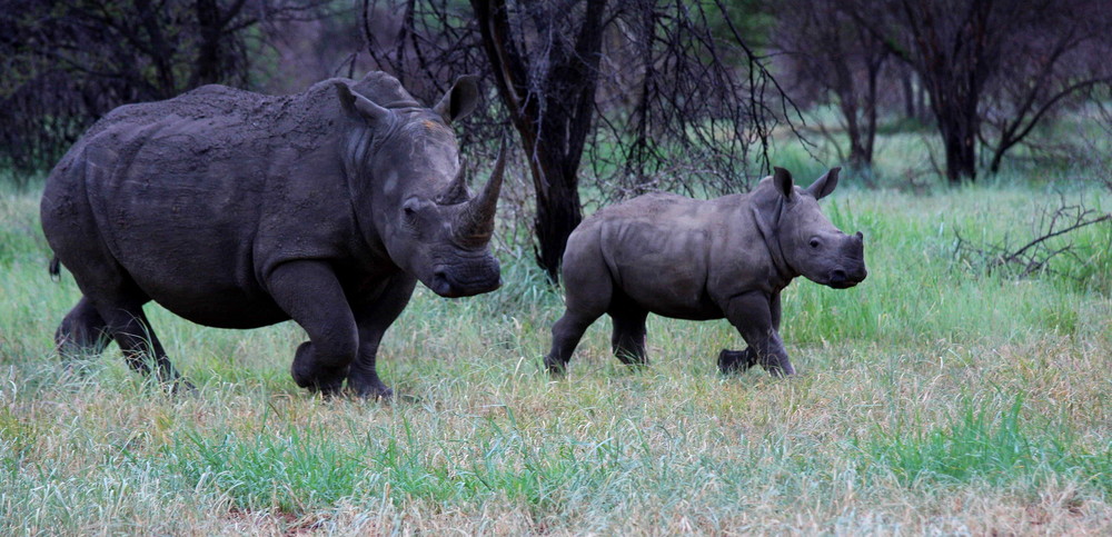 White Rhinos