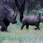 White Rhinos