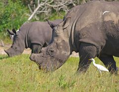 White Rhinos